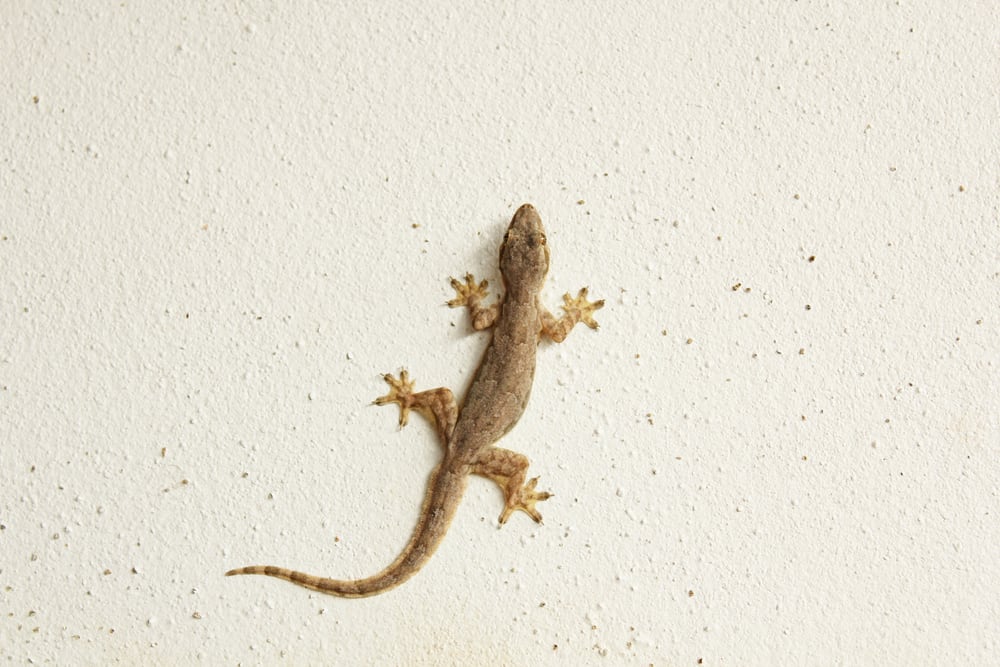 How To Get Rid Of Lizards From Your Home? (Home Remedies)