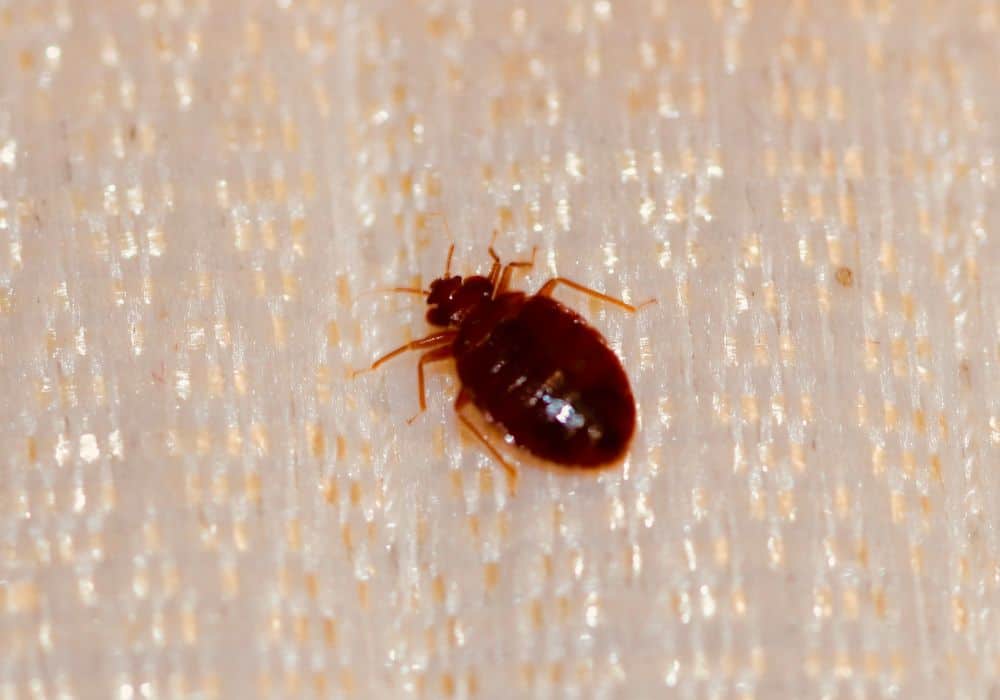 How Bed Bugs Produce and Lay Eggs