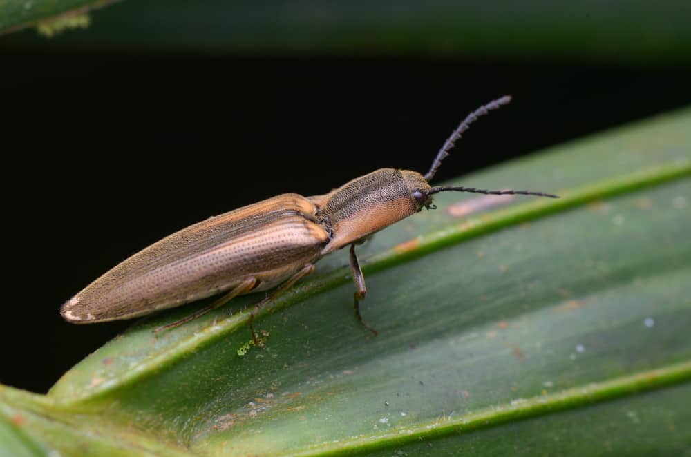 How To Get Rid Of Click Beetles in house