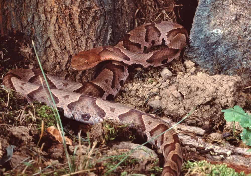 How to Identify and Get Rid of Copperhead Snakes? (Comprehensive Guide)