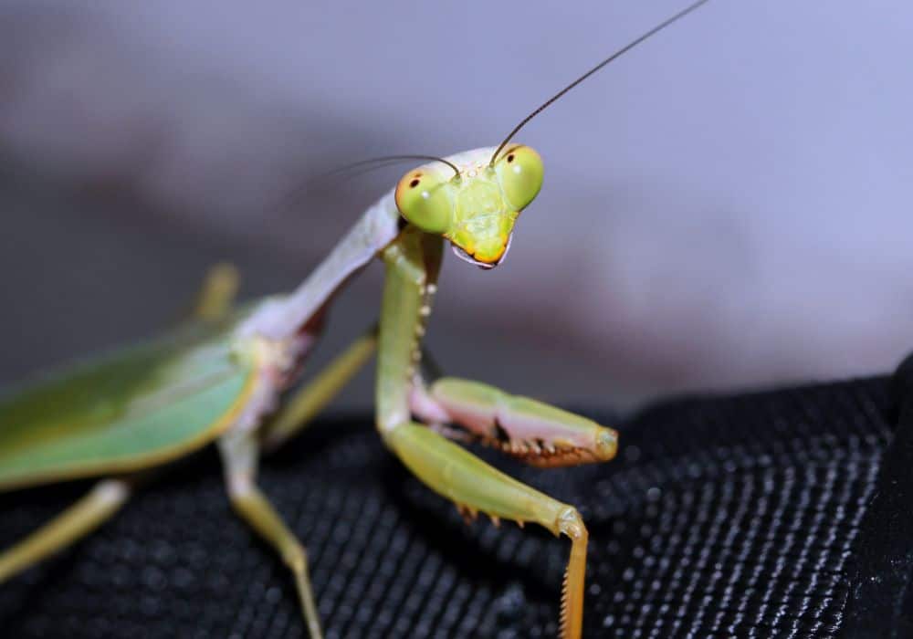 How to Avoid Getting Bitten by a Praying Mantis