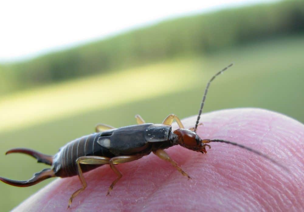 How to Avoid Getting Pinched by Earwigs