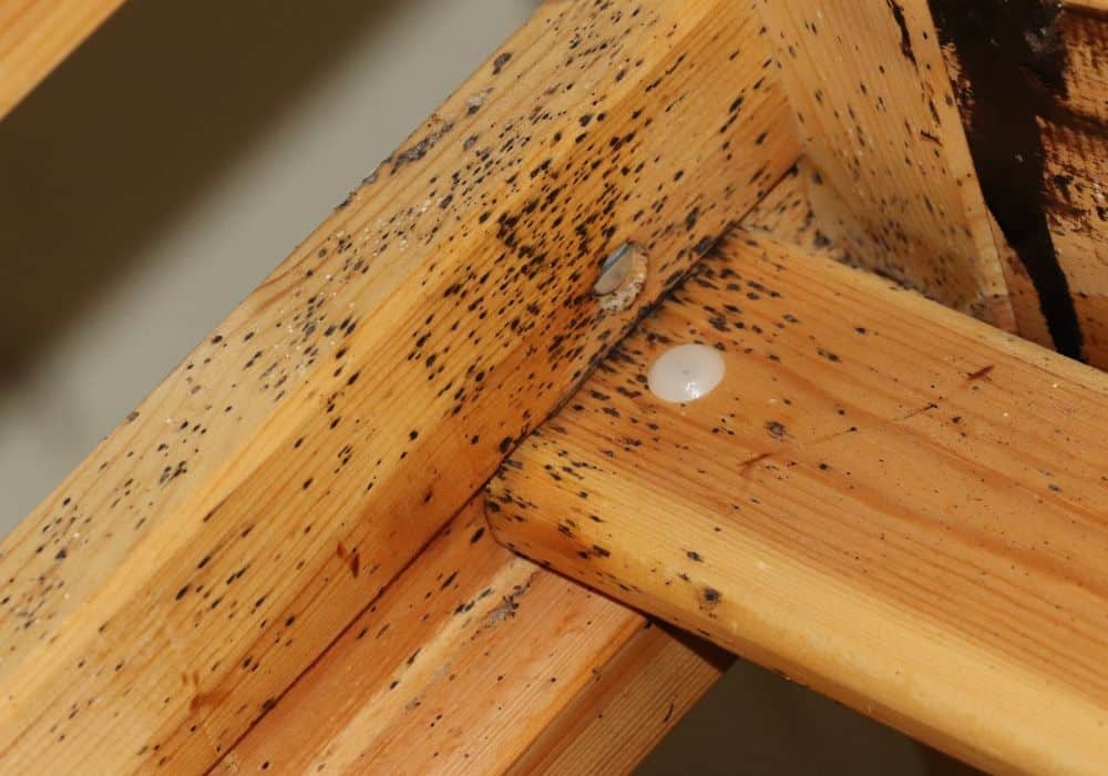 How to Get Rid of Bed Bug Eggs