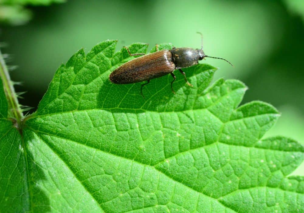 How to Get Rid of Click Beetles in House?
