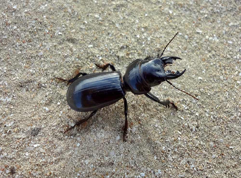 How to Get Rid of Ground Beetles? (4 Major Ways)