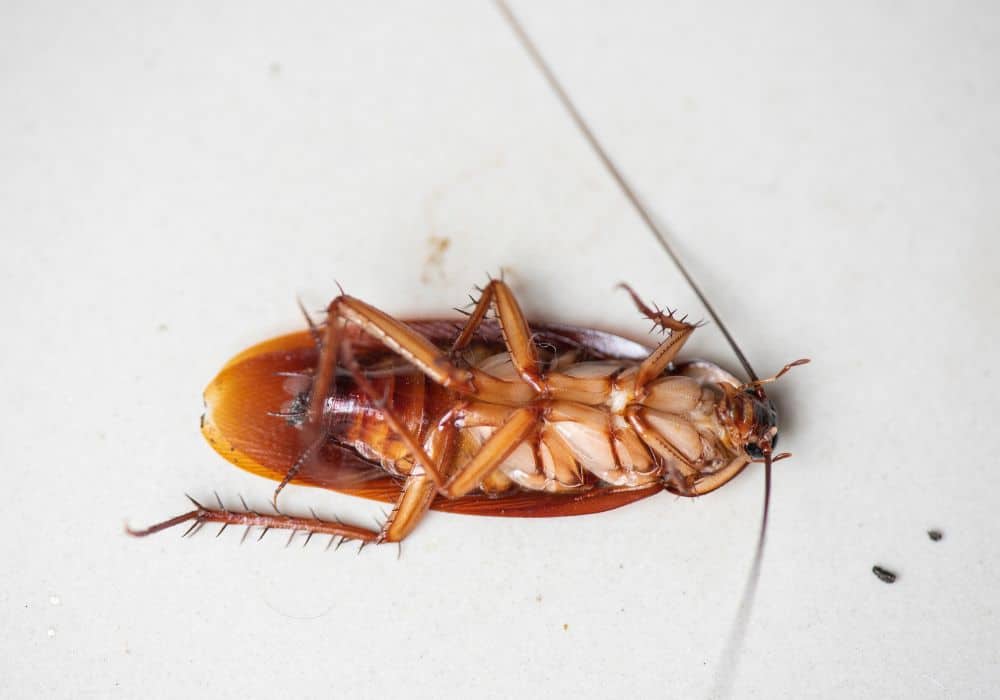 How to Keep Roaches Away at Night Naturally