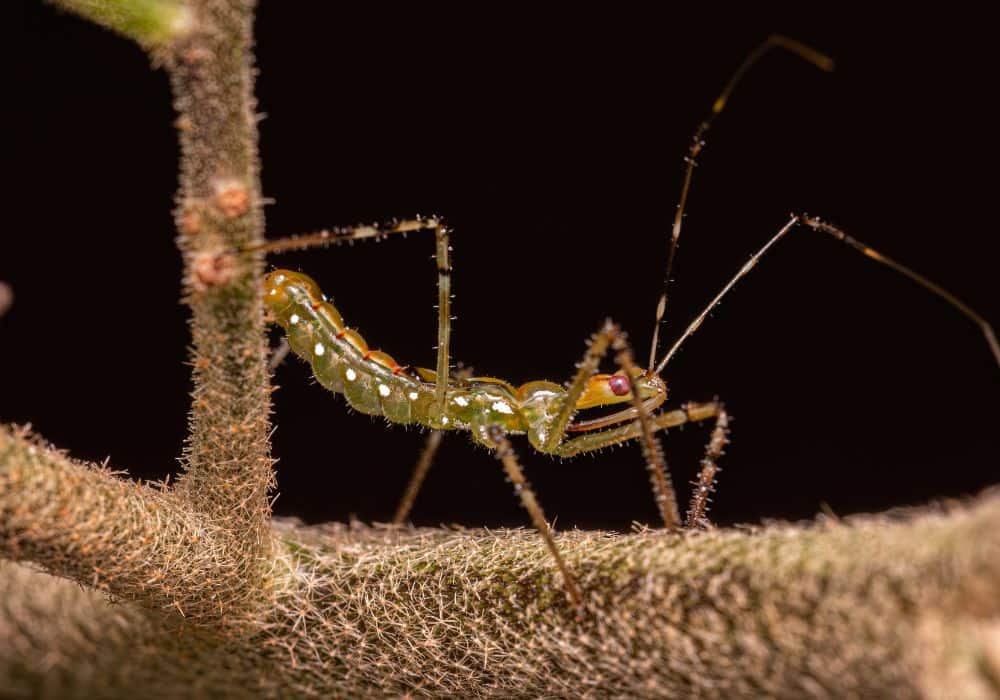 How to Prevent Assassin Bugs From Entering Your Home