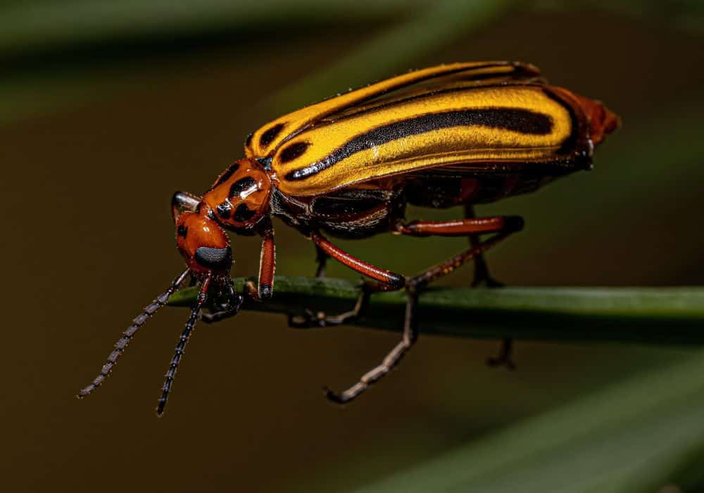 How to Treat Blister Beetle Dermatitis
