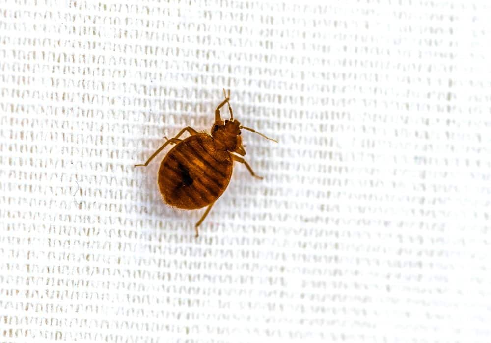 Is Using Dryer Sheets Proven to Work for Bed Bug Prevention