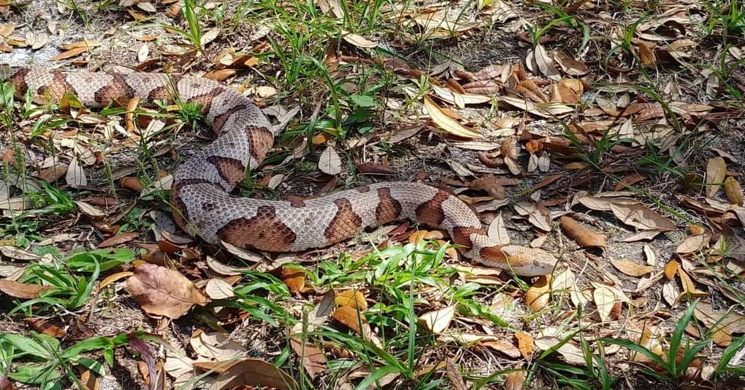 Natural Methods to Get Rid of Copperhead Snakes