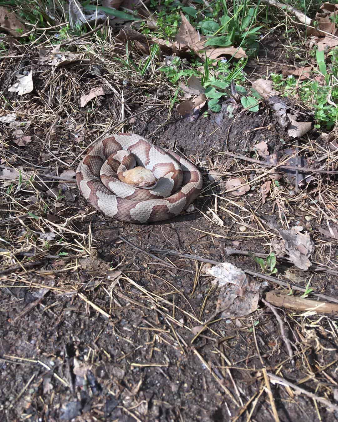 Other Methods to Get Rid of Copperhead Snakes