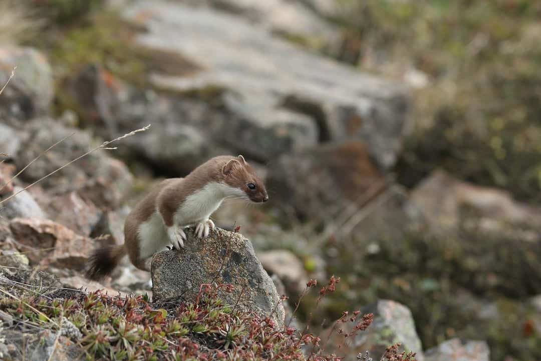 Other Ways of Getting Rid of Weasels