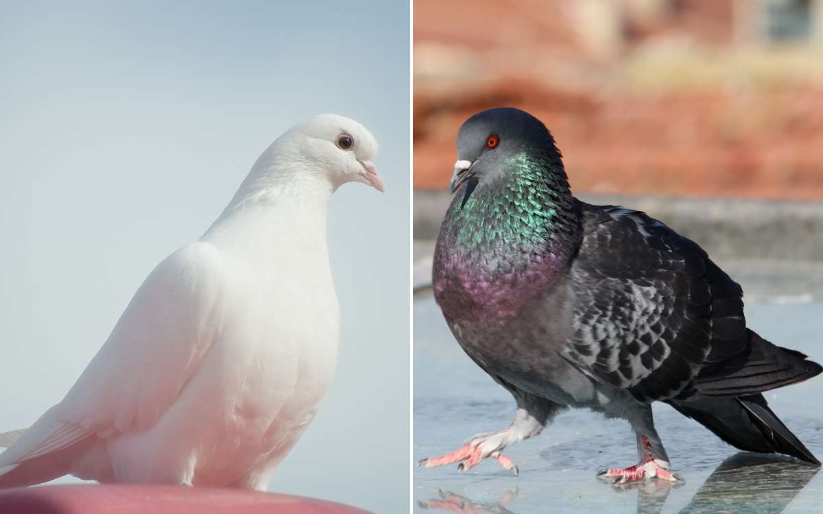 Pigeon and Dove