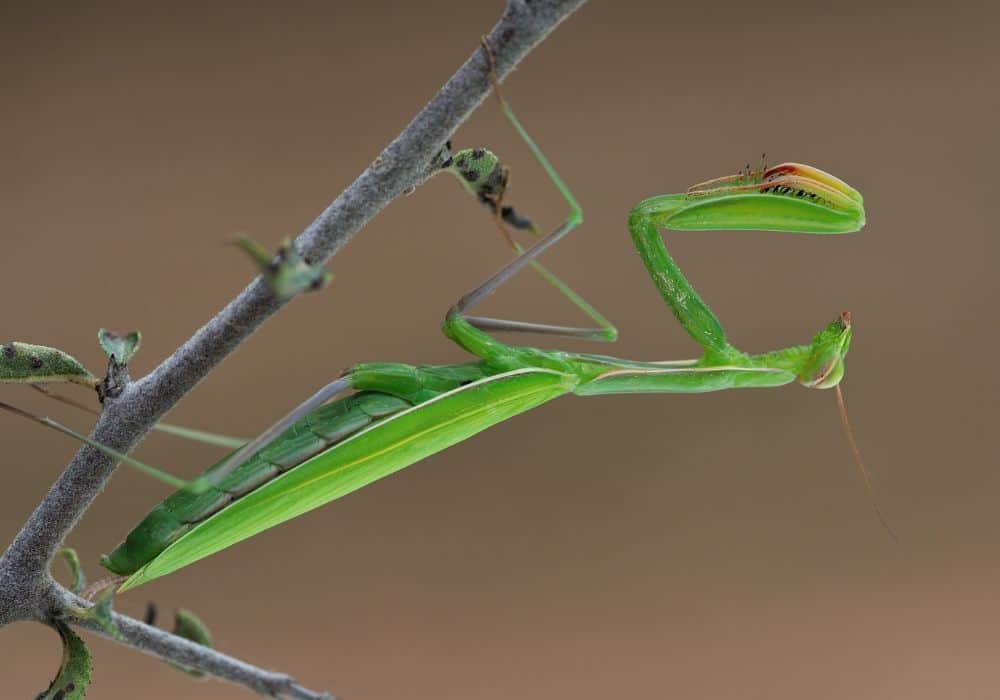 Symptoms of a Praying Mantis Bite