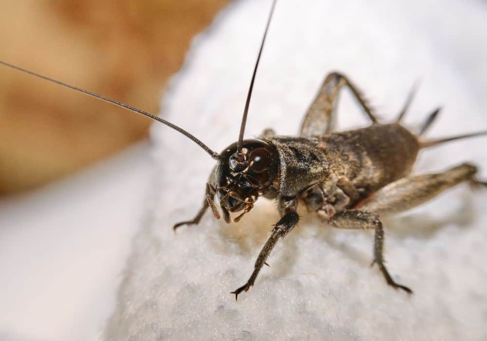 Understanding Why Crickets Invade Homes