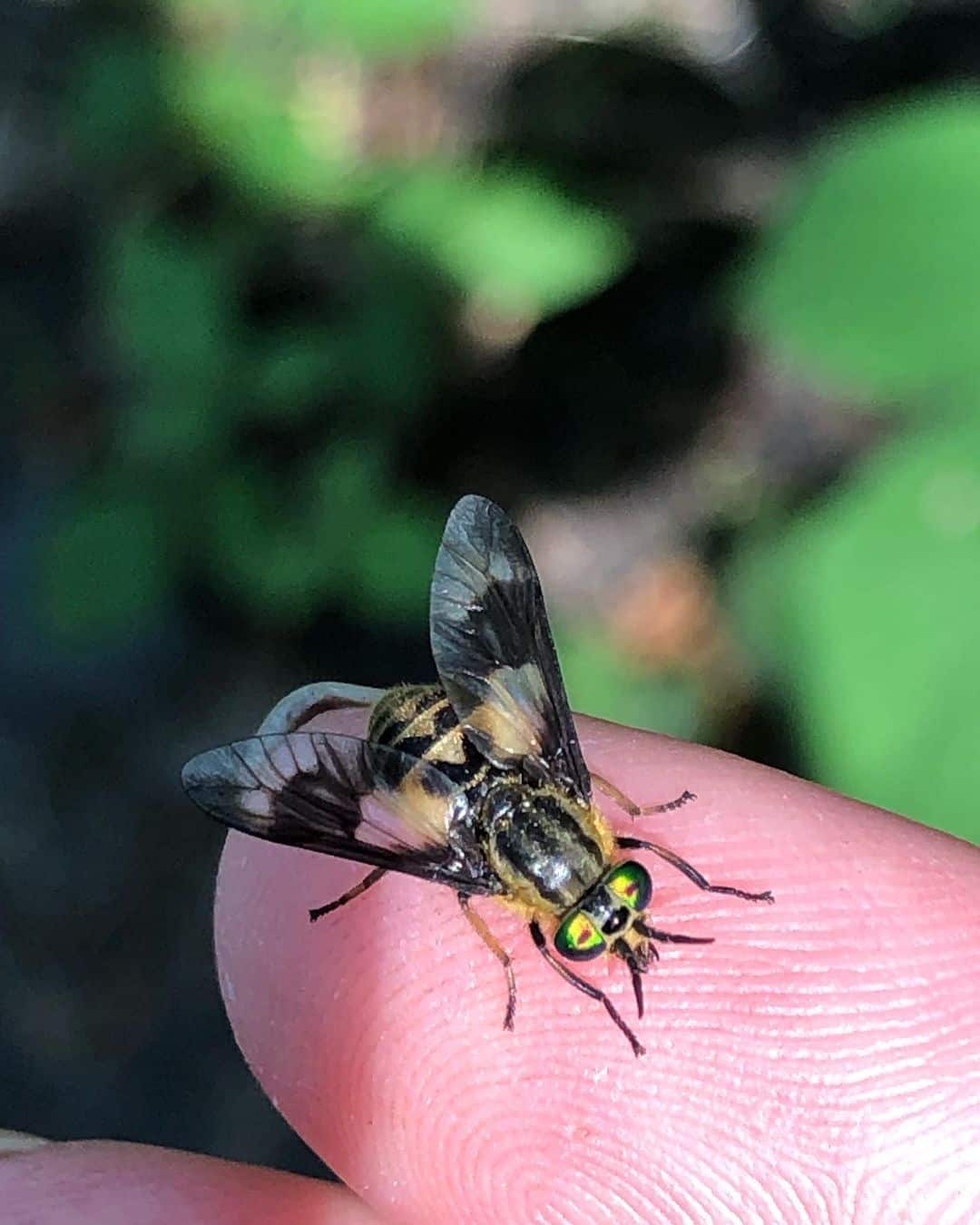 What Are The Symptoms Of A Deer Fly Bite?