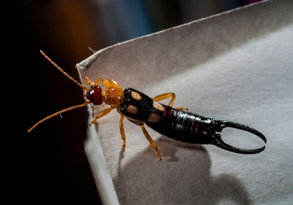 What to Do If You’ve Been Pinched by an Earwig