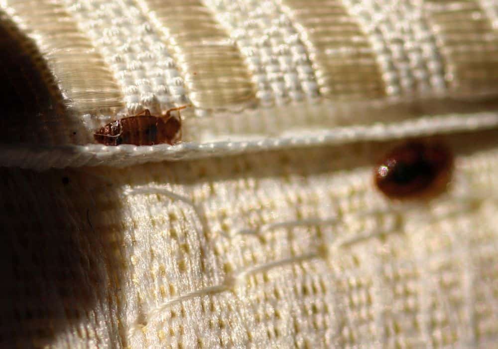 Where Do Female Bed Bugs Usually Lay Their Eggs