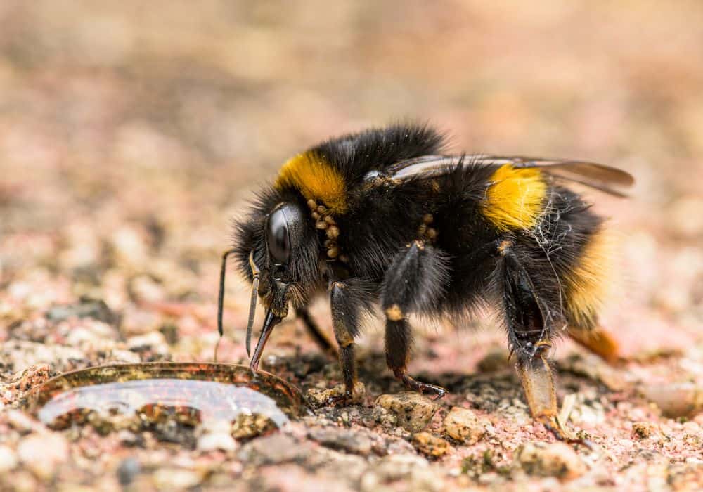 Why You Must Be Humane When Getting Rid of Bumble Bees