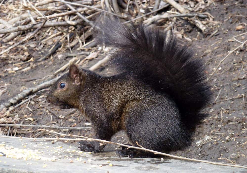 Are Black Squirrels Dangerous? (All You Need To Know)