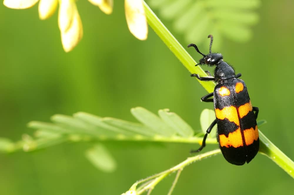 Blister Beetle Treatment (5 Effective Ways)
