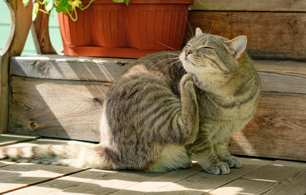 Cat Dandruff VS Flea Eggs: Which Are You Dealing With And How To Tell Them Apart?