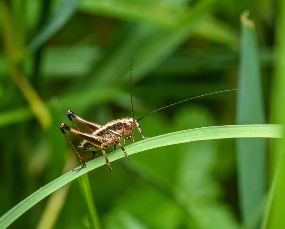 Do Crickets Bite? (How To Get Rid Of Them)