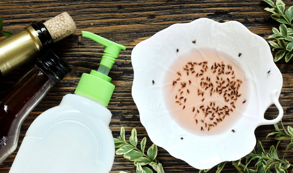 essential oils for gnats