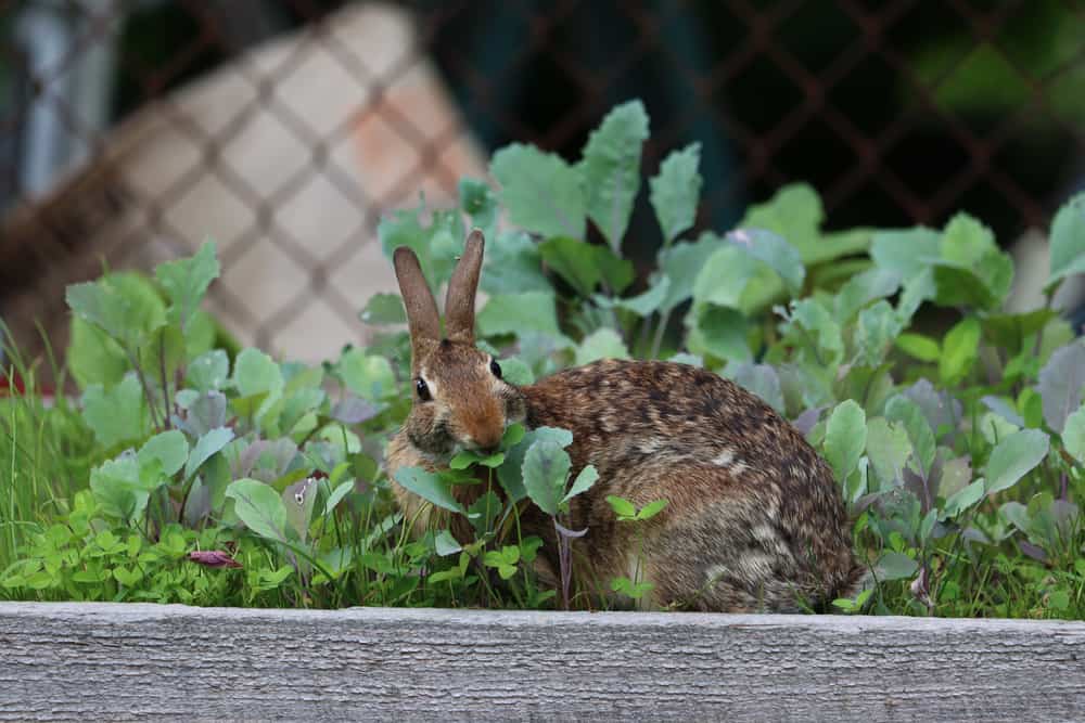 4 Homemade Effective Repellent To Get Rid Of Rabbits