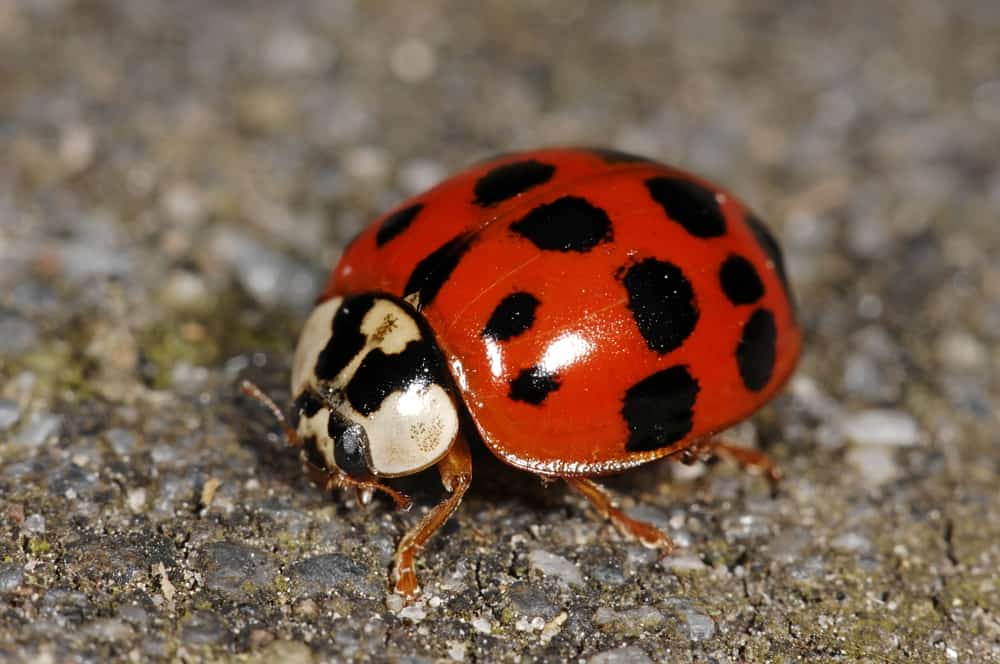 How To Get Rid Of Asian Lady Beetles? (4 Home Remedies)