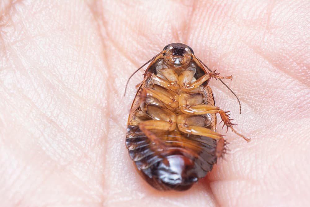 How To Get Rid Of Baby Roaches? (8 Effective Ways)