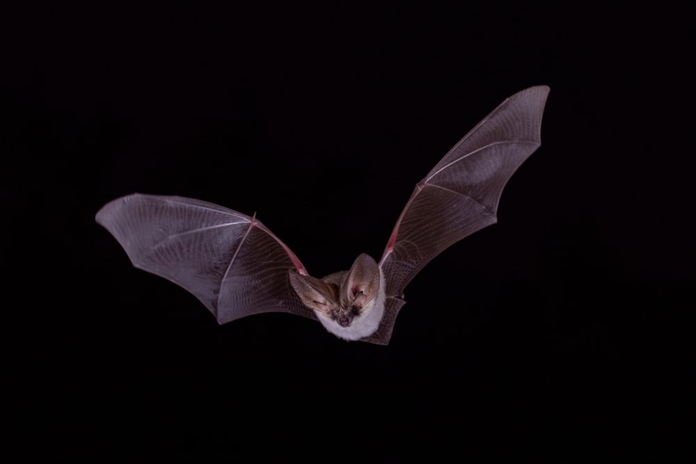 How To Get Rid Of Bats Home Remedies (5 Ways)