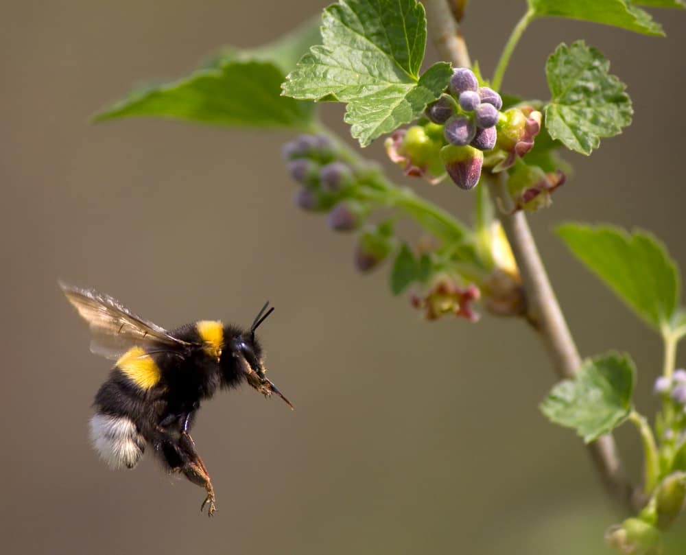 How To Get Rid Of Bumble Bees? (4 Effective Ways)