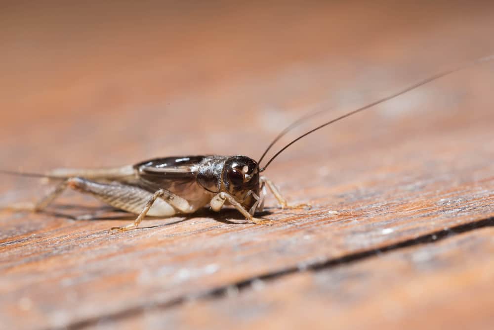 How To Get Rid Of Crickets Inside House Naturally? (Step-by-Step)