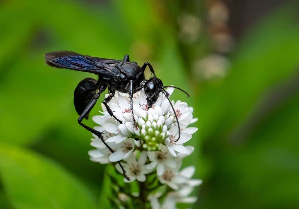 how to get rid of great black wasp