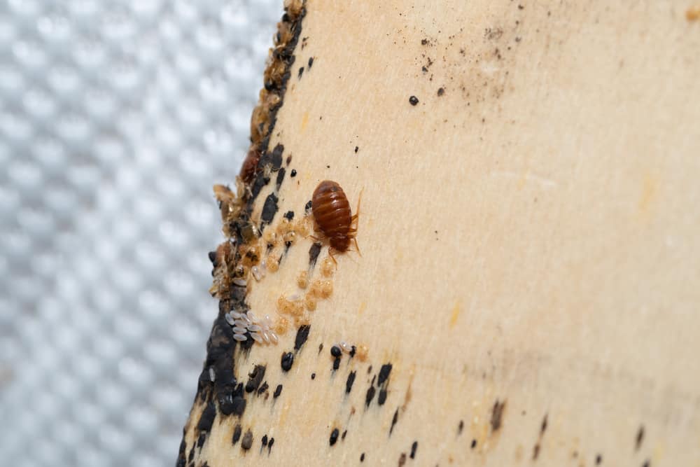 What Do Bed Bug Eggs Look Like? (Identification & Get Rid Of Them)