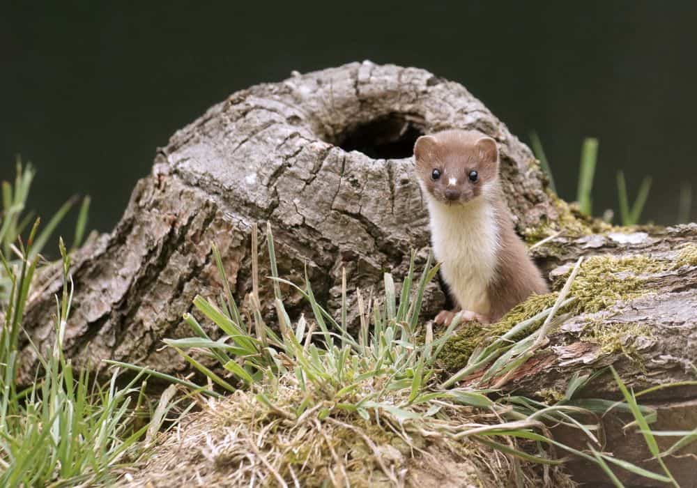 What Smell Do Weasels Hate? (Top 5 Scents)